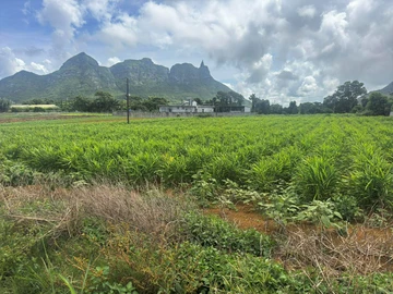 Agricultural Land